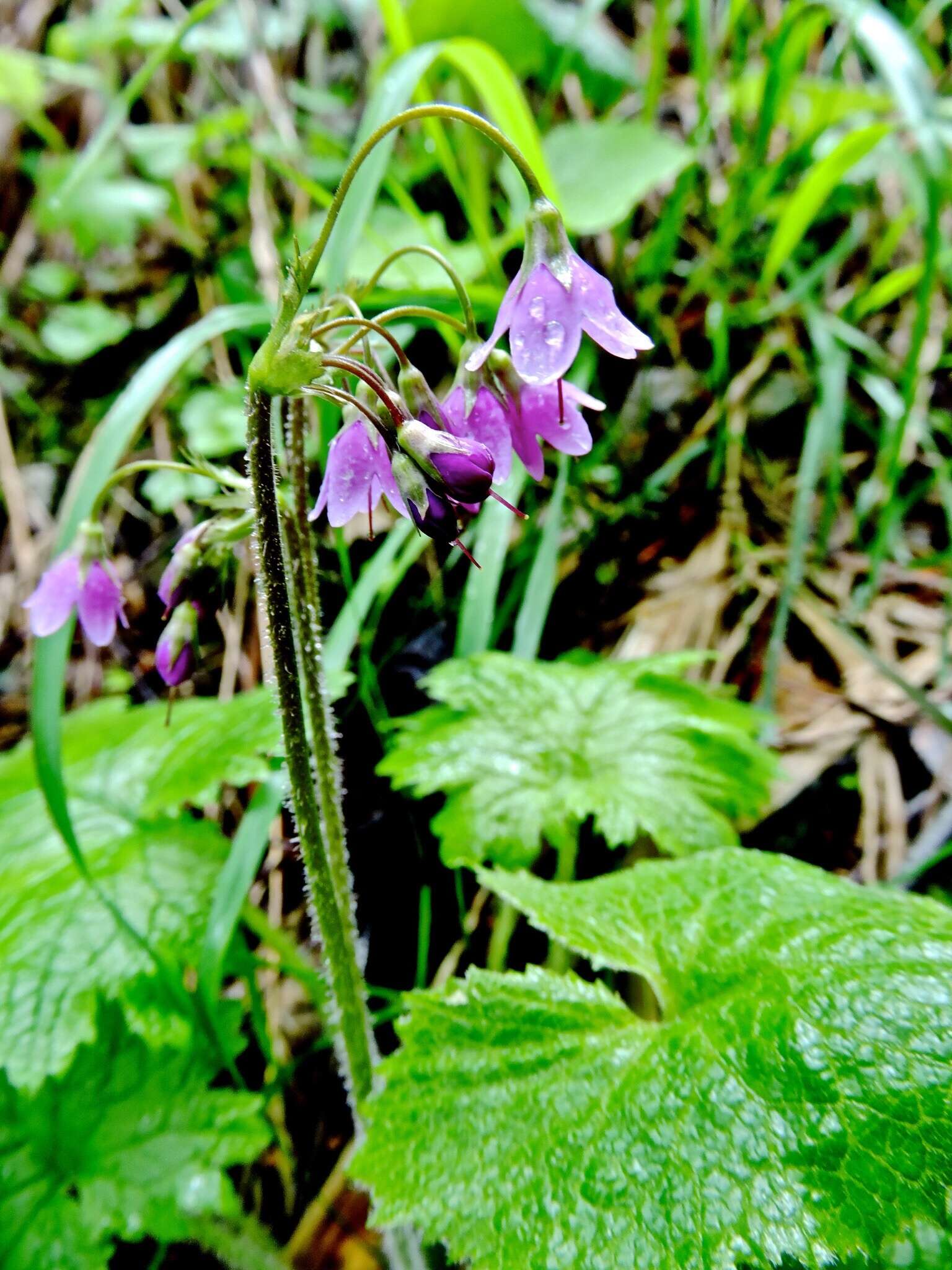 Image of Primula matthioli Richt.