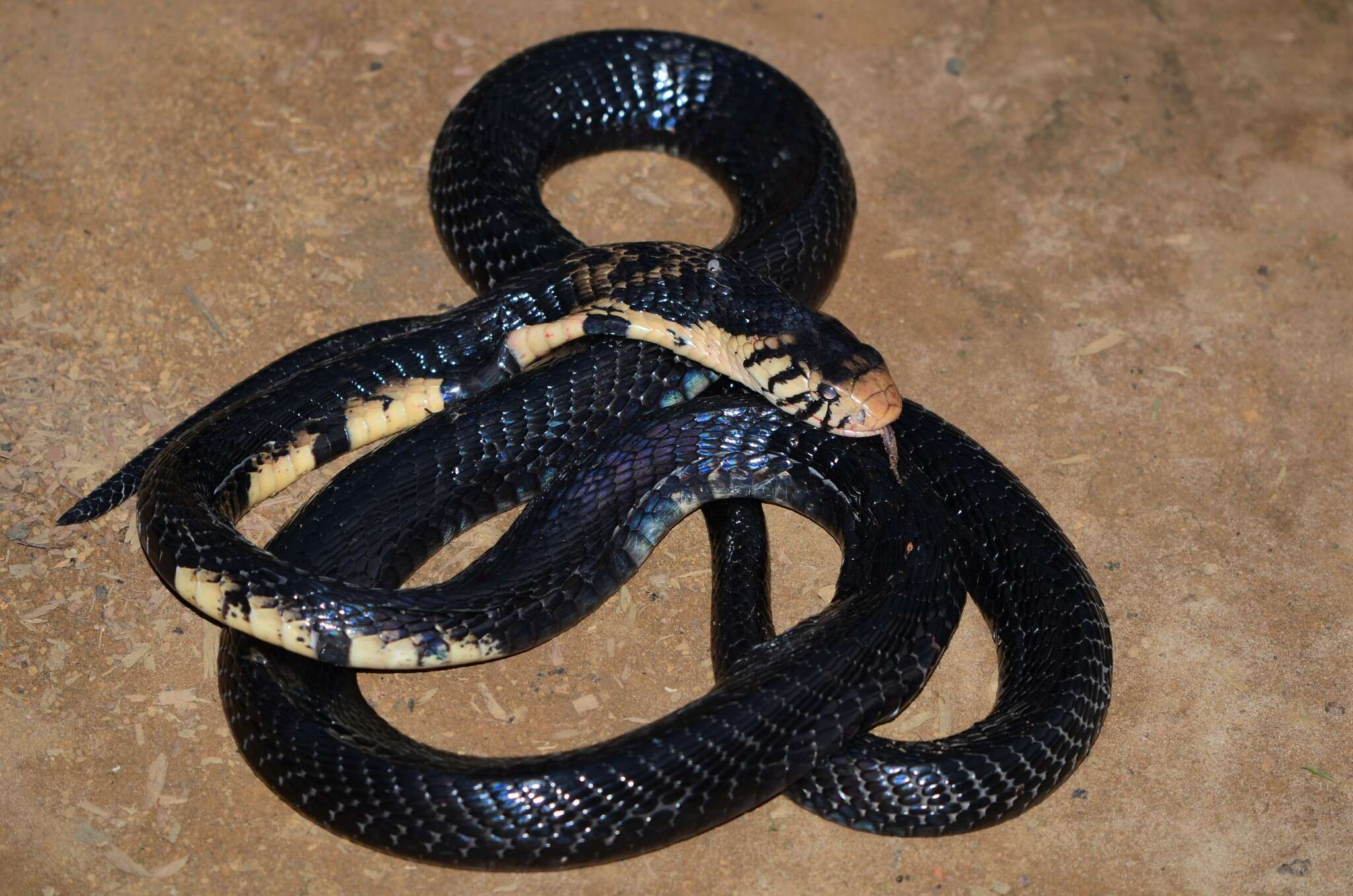 Image of Forest Cobra