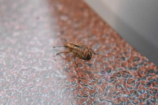 Image of Nut Leaf Weevil