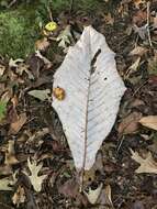 Image of Big-Leaf Magnolia