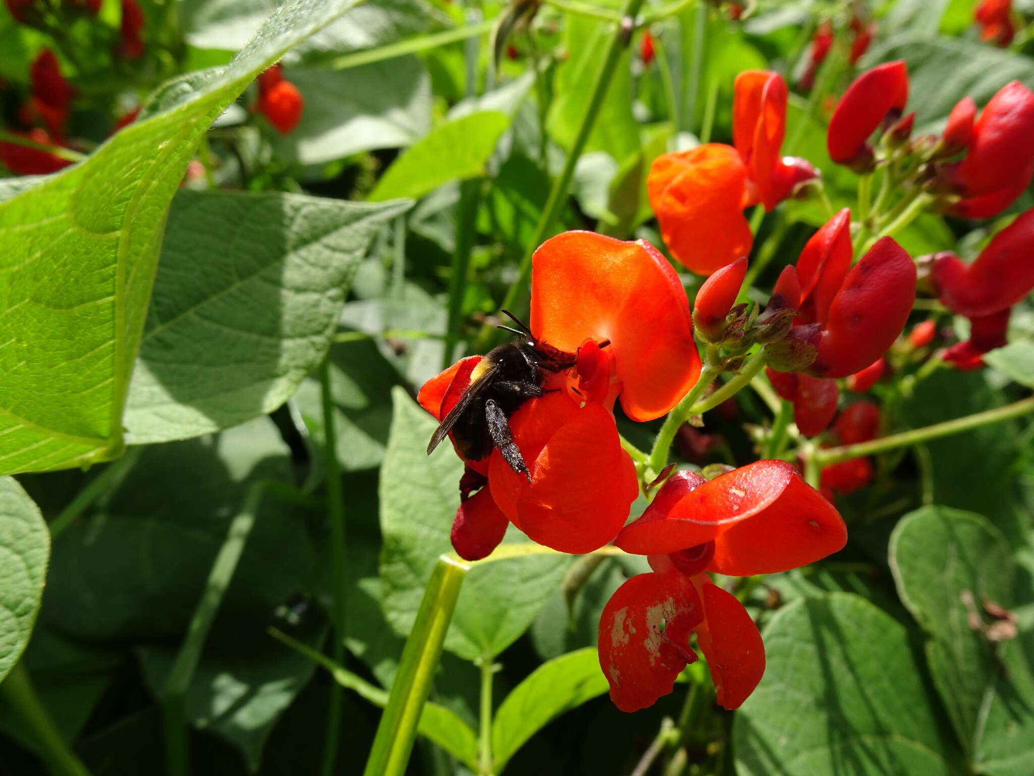 Image of Phaseolus coccineus subsp. coccineus