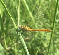 Image of Sympetrum tibiale (Ris 1897)