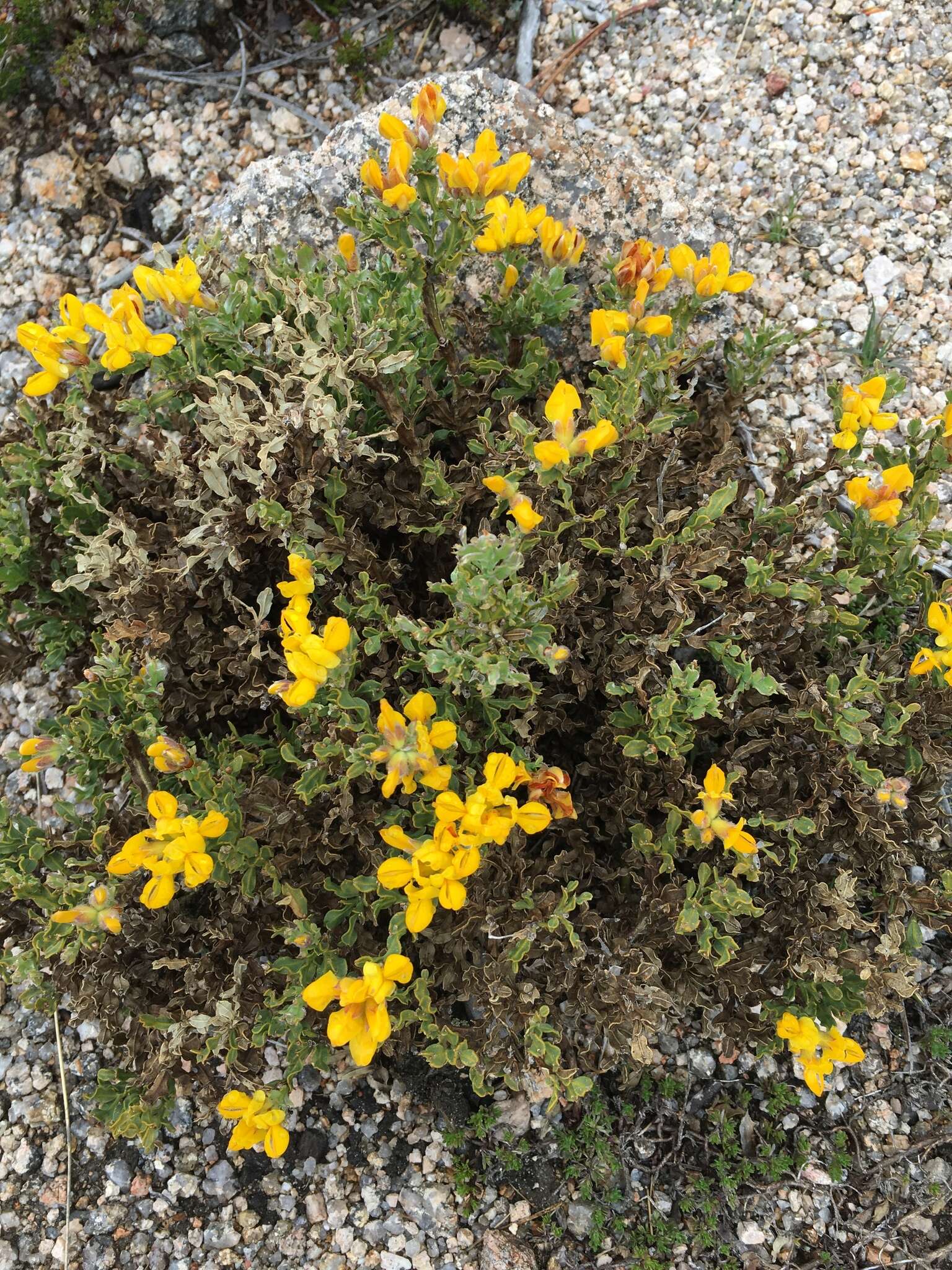 Plancia ëd Genista tridentata L.