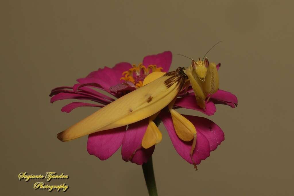 Image de Mante orchidée