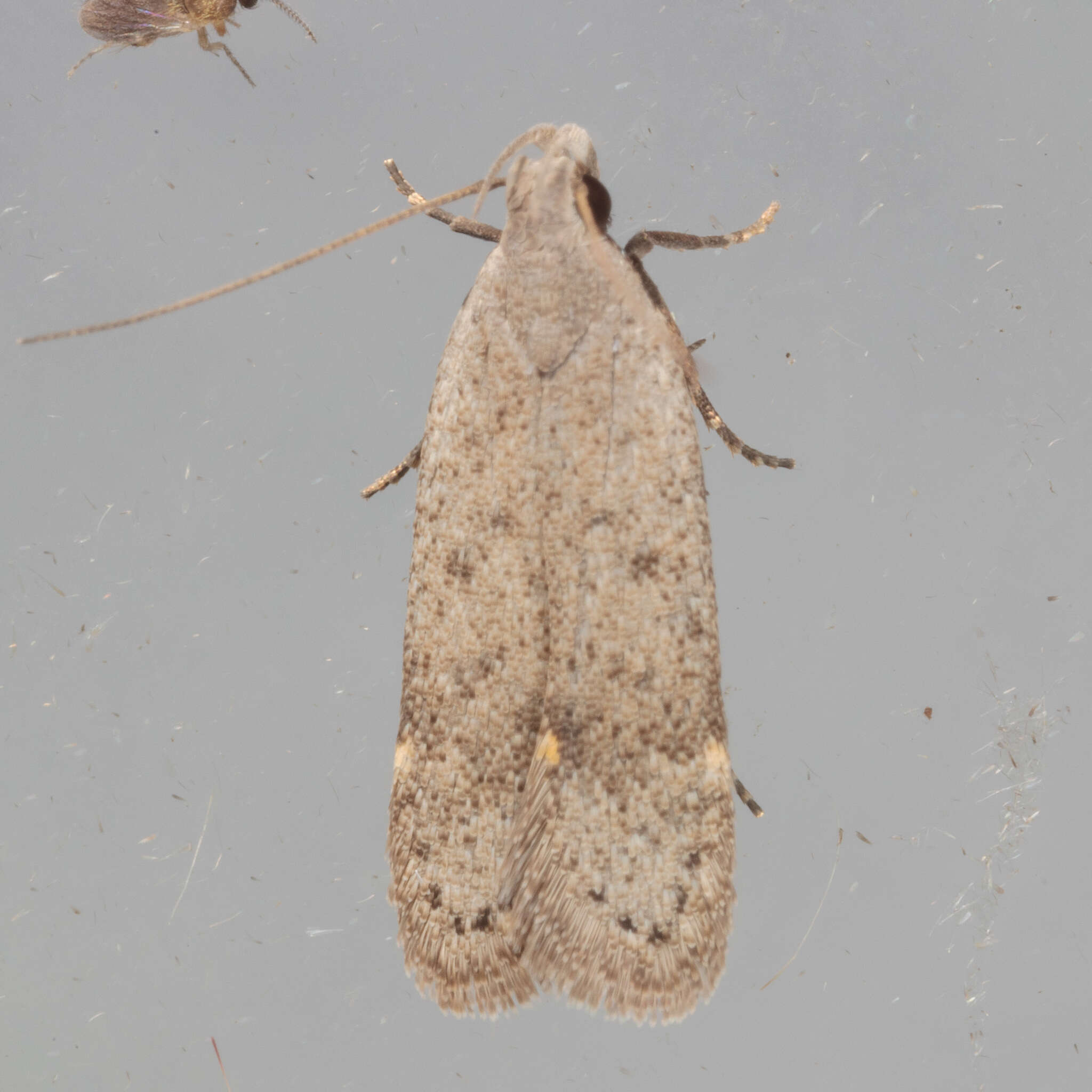 Image of Anacampsis comparanda Meyrick 1929