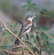 Image of White-shouldered Triller