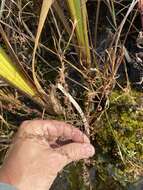 Epilobium leptophyllum Rafin. resmi