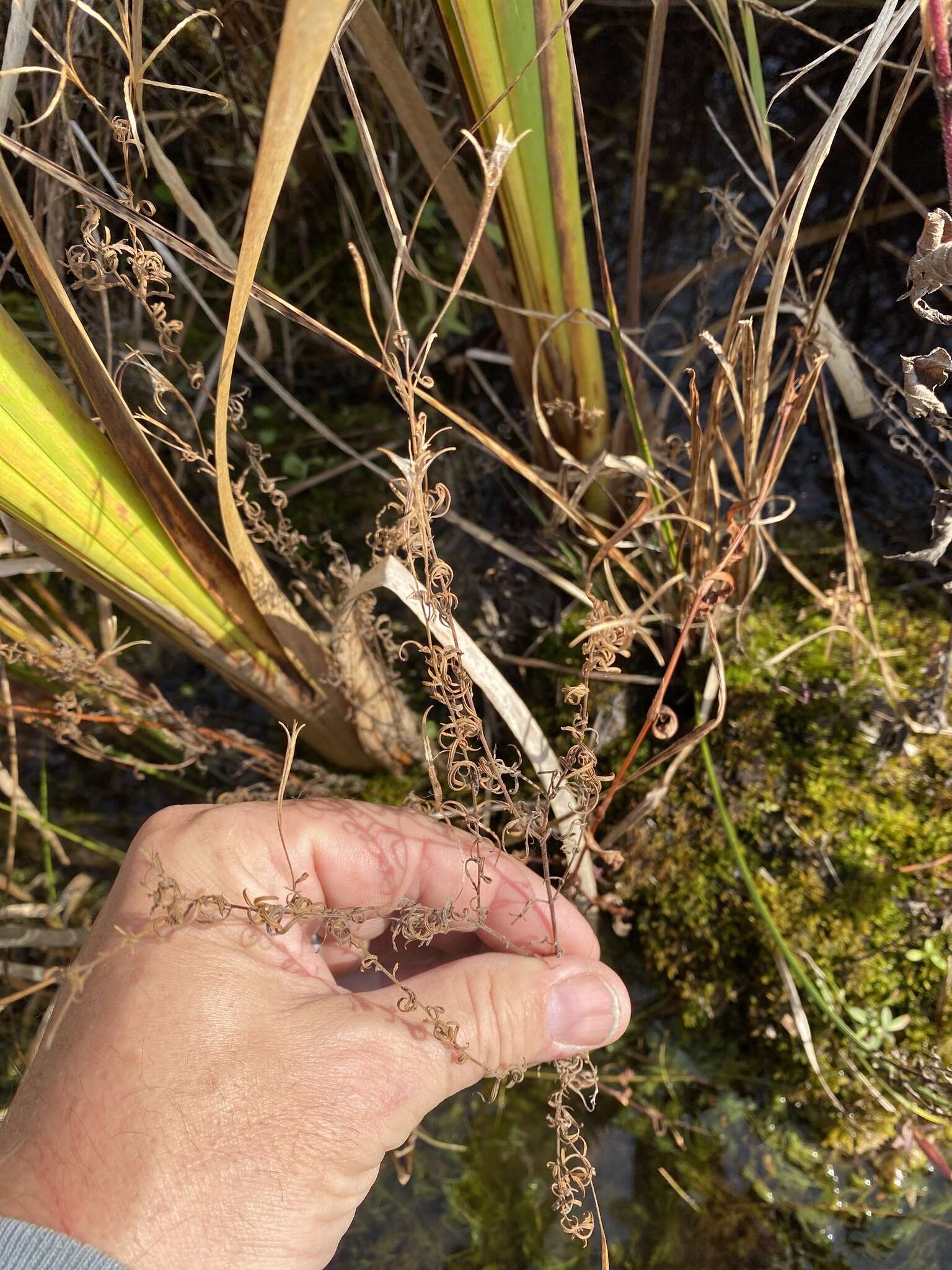 Sivun Epilobium leptophyllum Rafin. kuva