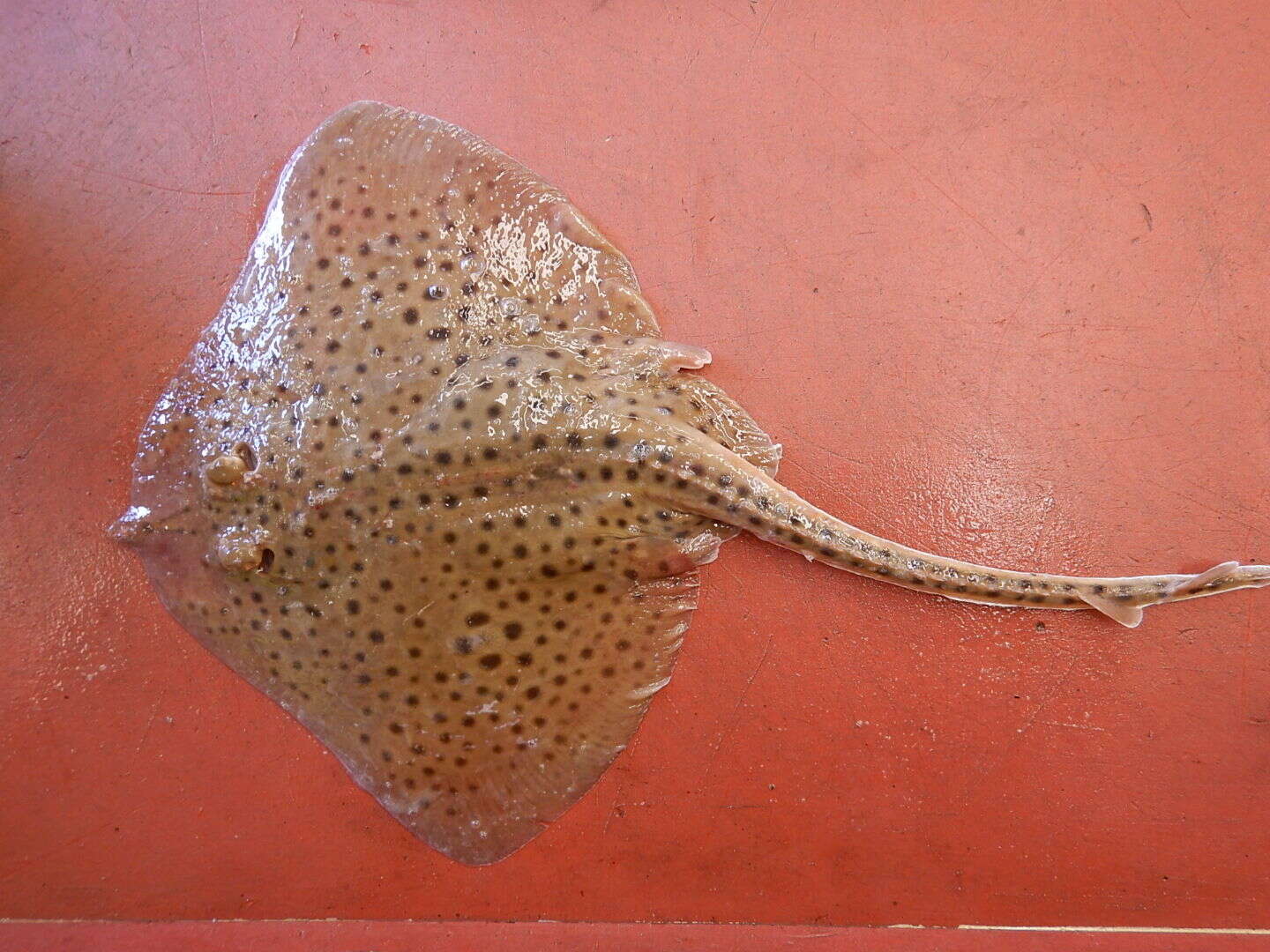 Image of Spotted Ray