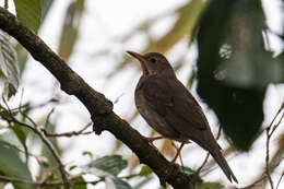 Image of Tickell's Thrush