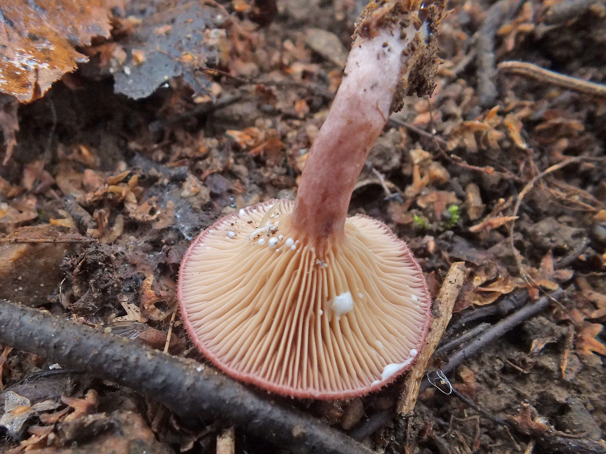 Image of Lactarius spinosulus Quél. & Le Bret. 1880