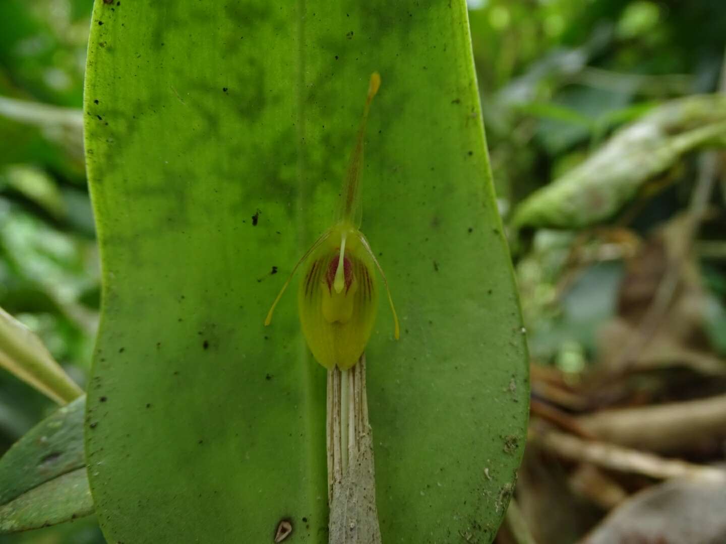 Plancia ëd Restrepia flosculata Luer