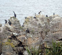 Plancia ëd Phalacrocorax featherstoni Buller 1873