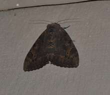 Image of Darling Underwing