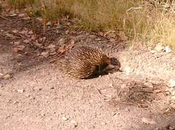 Image of Tachyglossus aculeatus aculeatus (Shaw 1792)