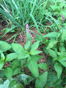 صورة Persicaria longiseta (De Bruyn) Kitagawa