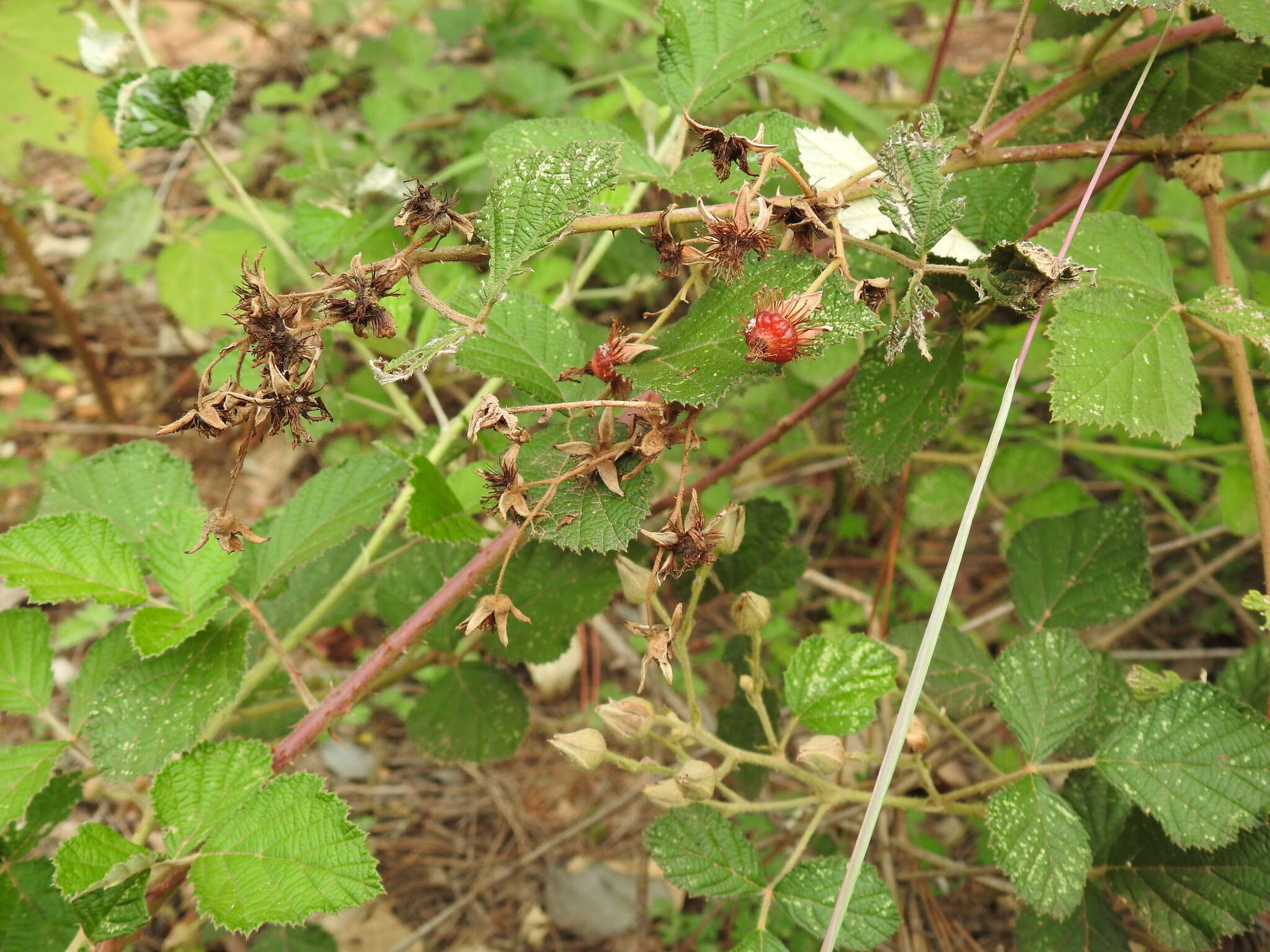 Imagem de <i>Rubus novus</i>