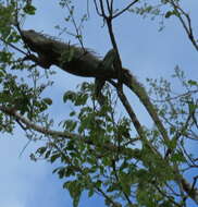 Image of Iguana iguana iguana (Linnaeus 1758)