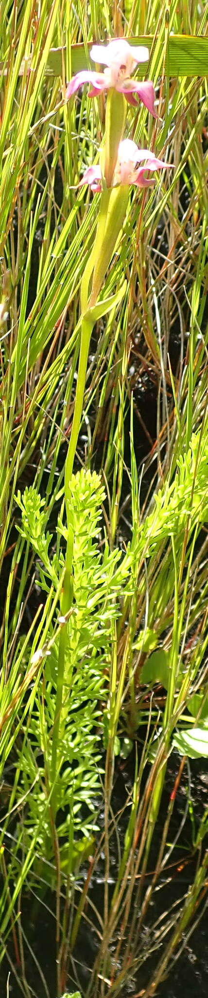 Image of Disperis paludosa Harv. ex Lindl.