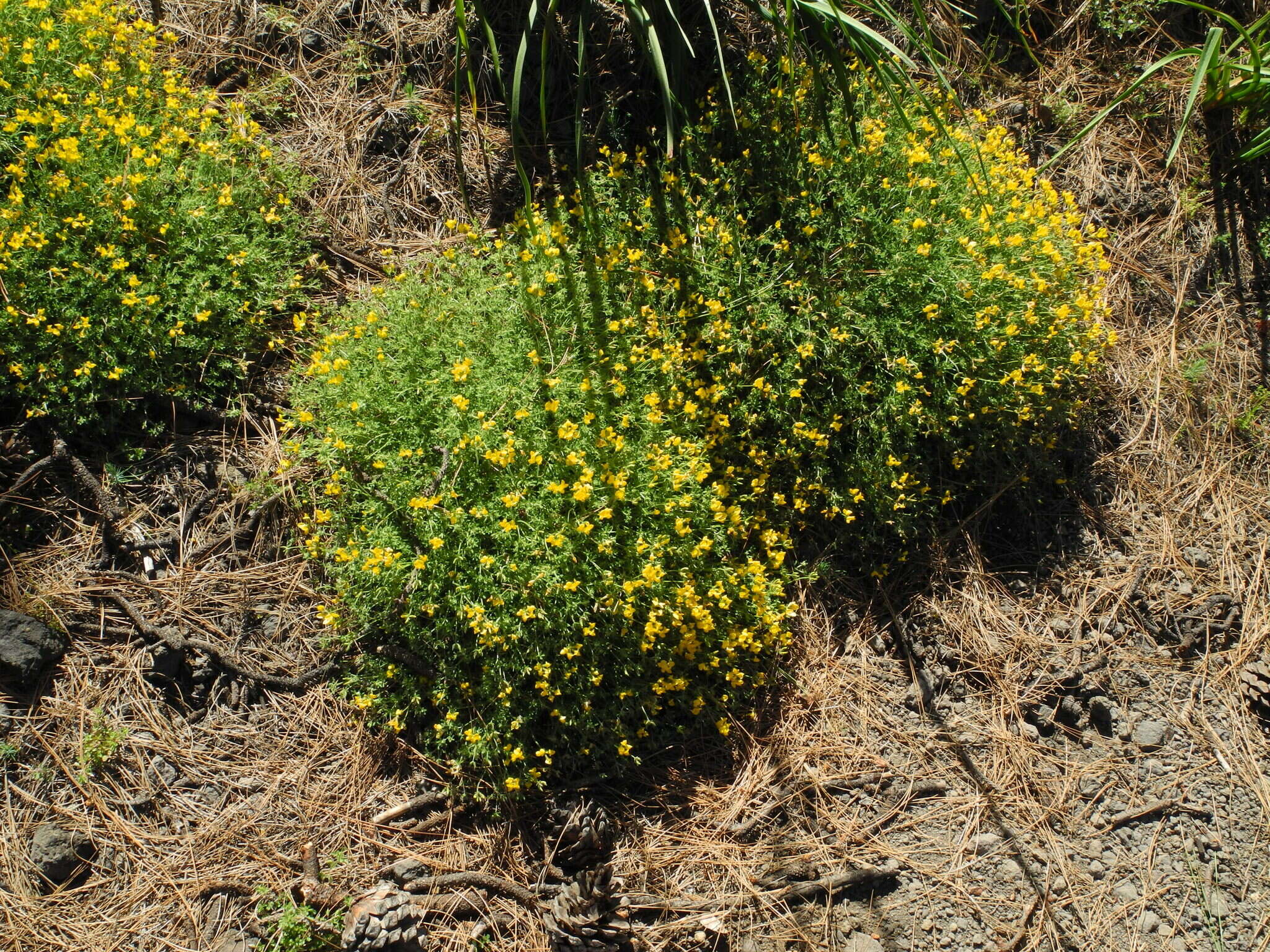 Lotus campylocladus subsp. campylocladus的圖片