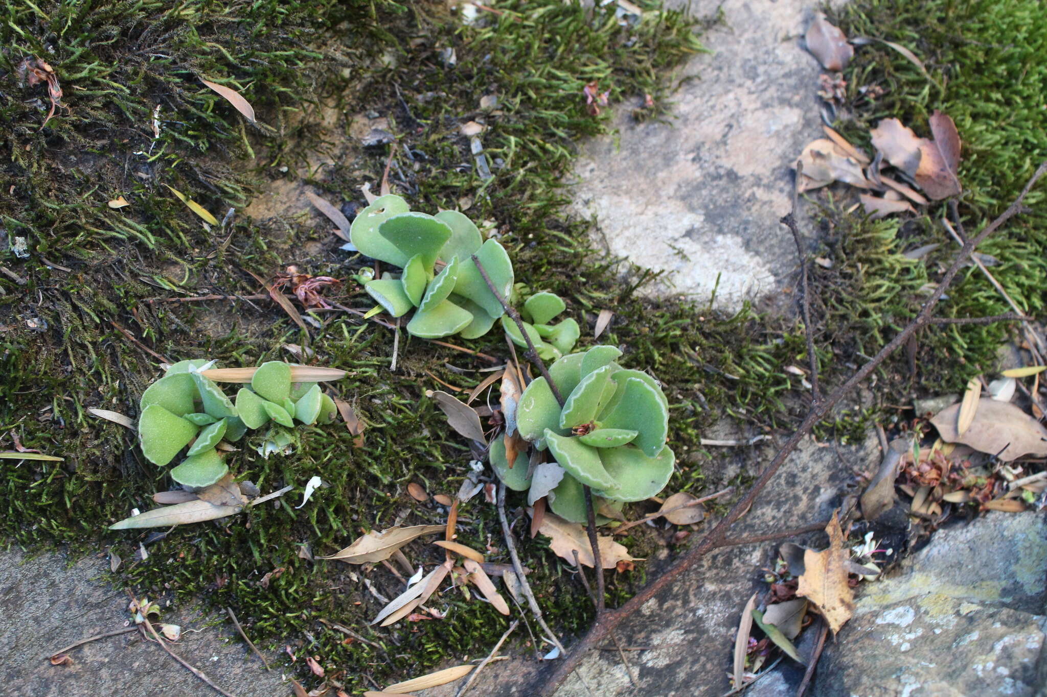 Imagem de Adromischus cristatus var. zeyheri (Harv.) Tölken