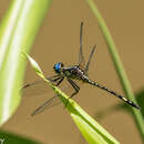 Imagem de Neodythemis hildebrandti Karsch 1889