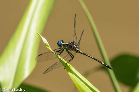 Neodythemis hildebrandti Karsch 1889 resmi