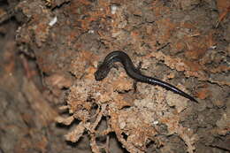 Image of Northern Ravine Salamander