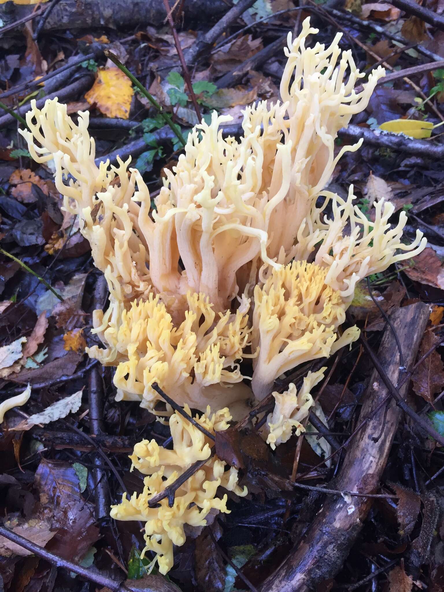 Ramaria flava (Schaeff.) Quél. 1888 resmi