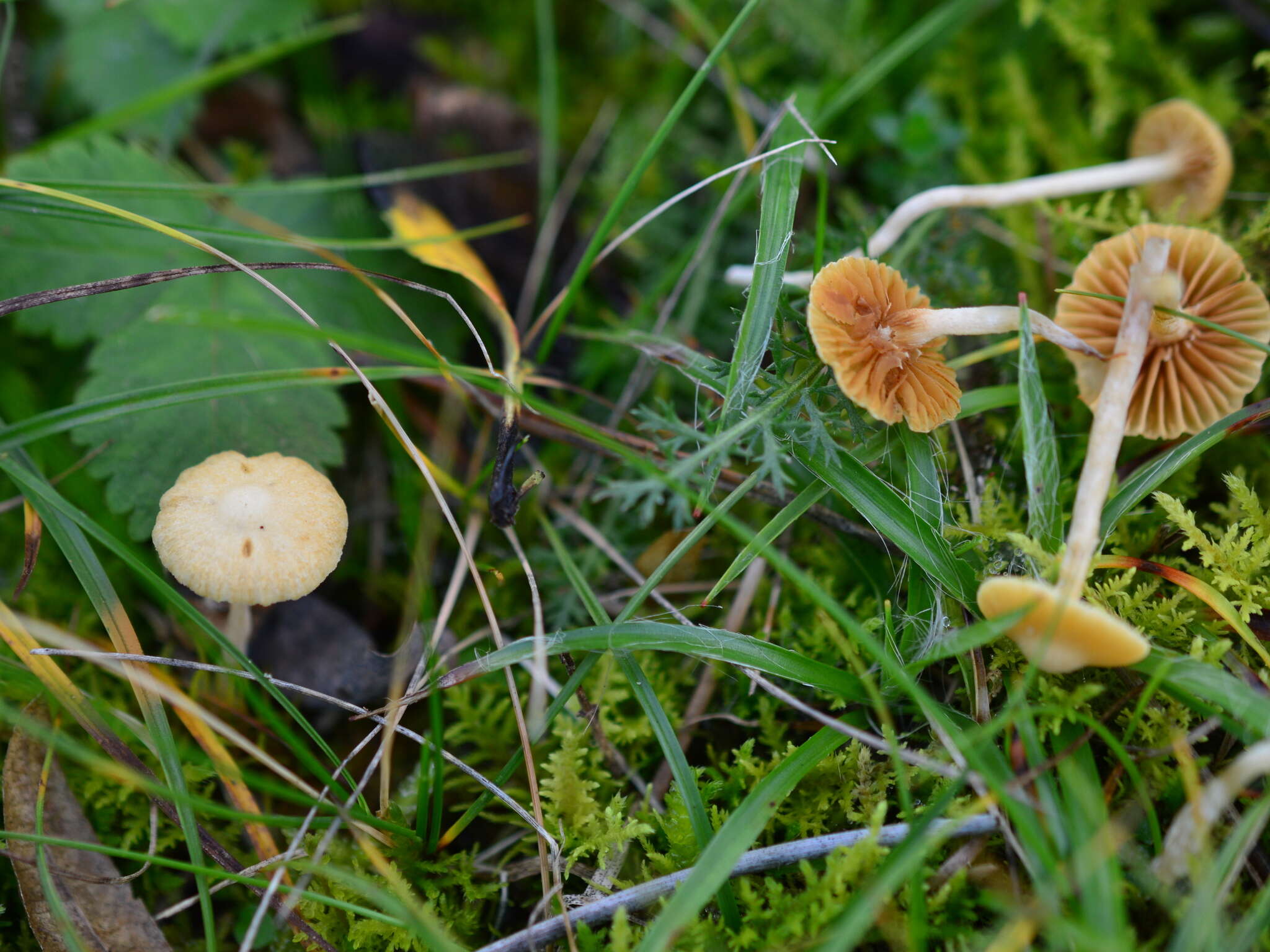 Imagem de Galerina graminea (Velen.) Kühner 1935