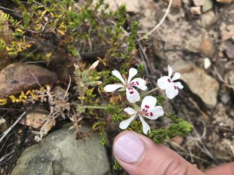 Image of Pelargonium pinnatum (L.) L'Her.