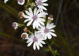 Sivun Olearia paucidentata (Steetz) F. Müll. ex Benth. kuva