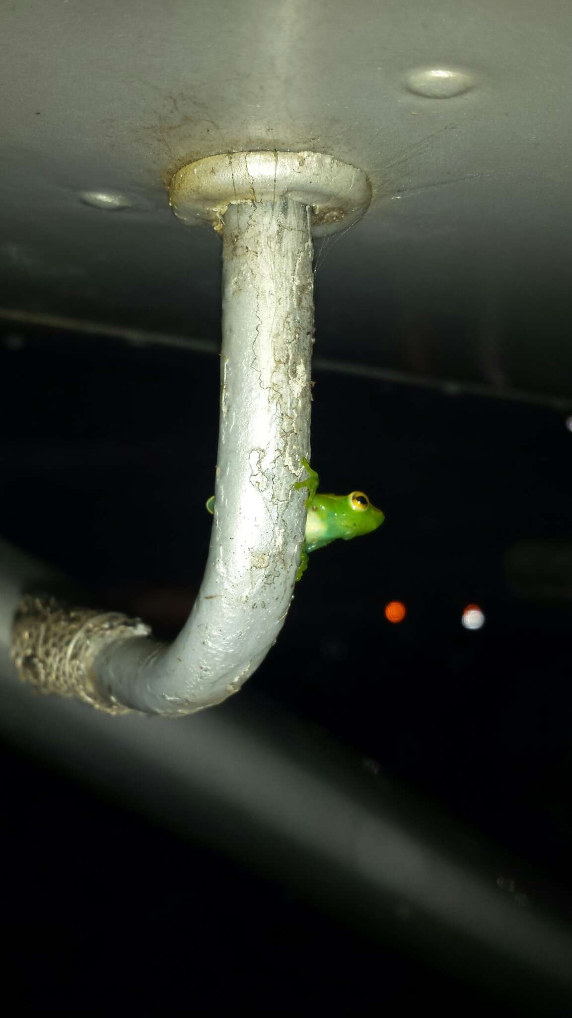 Image of Orinoco lime treefrog