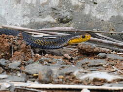 Image of Samar Cobra