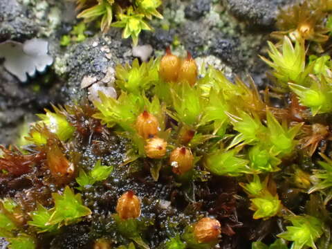 Image of orthotrichum moss