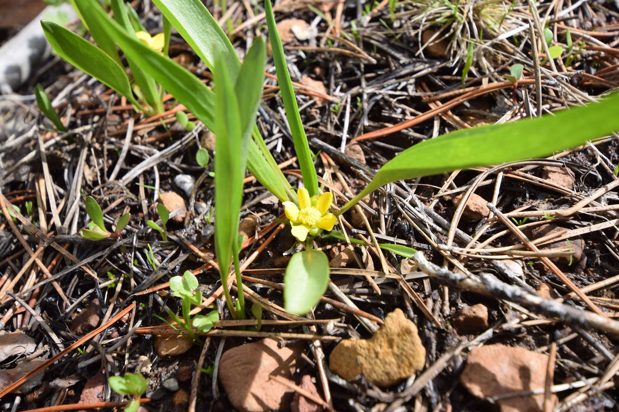 Image of <i>Ranunculus <i>alismifolius</i></i> var. alismifolius