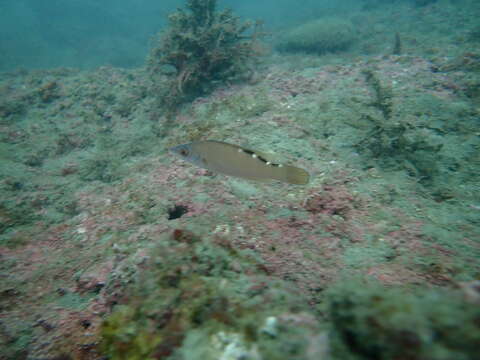 Image of Cuckoo Wrasse