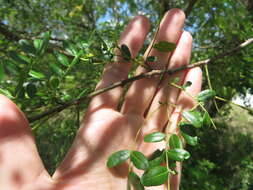 Vachellia choriophylla (Benth.) Seigler & Ebinger resmi