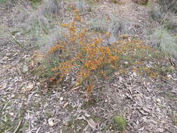 Image of <i>Daviesia ulicifolia</i> subsp. <i>ruscifolia</i>