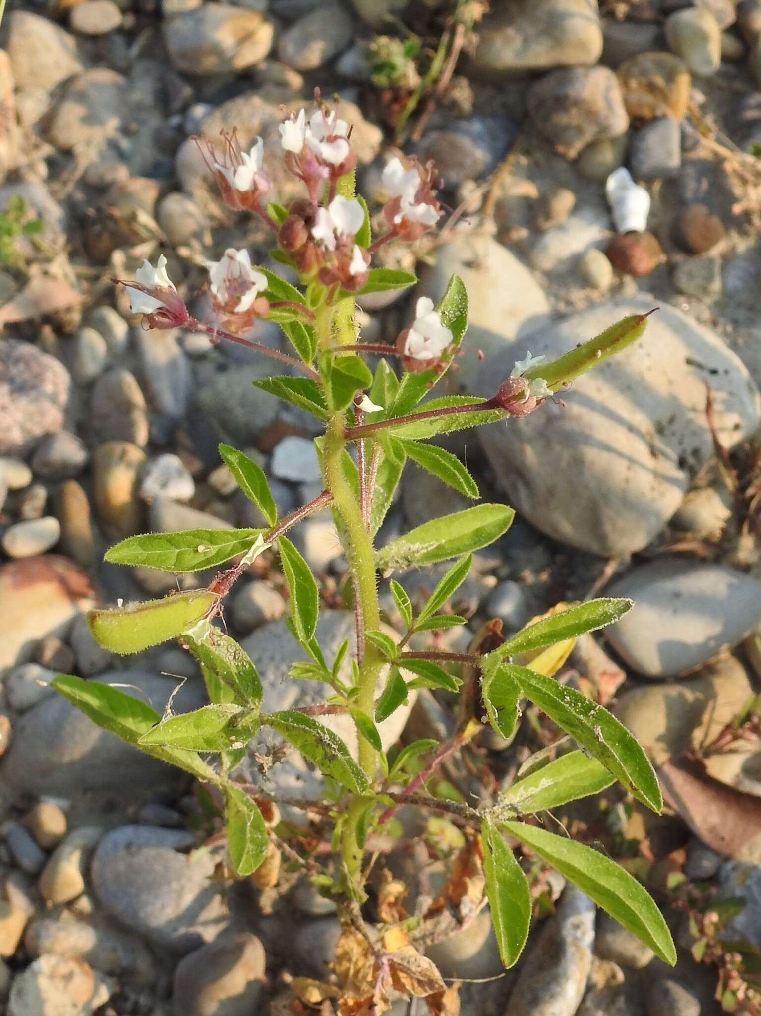 Imagem de Polanisia dodecandra subsp. dodecandra