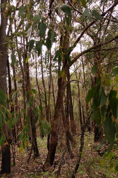 Image of broadleaf peppermint gum