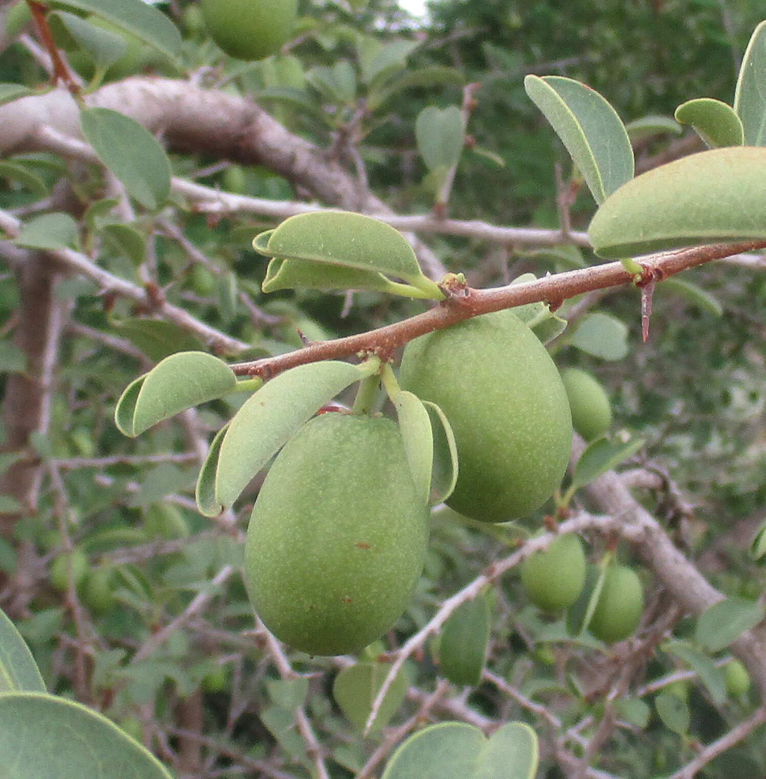 Image of Ximenia caffra Sond.