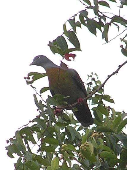 Image of Little Green Pigeon