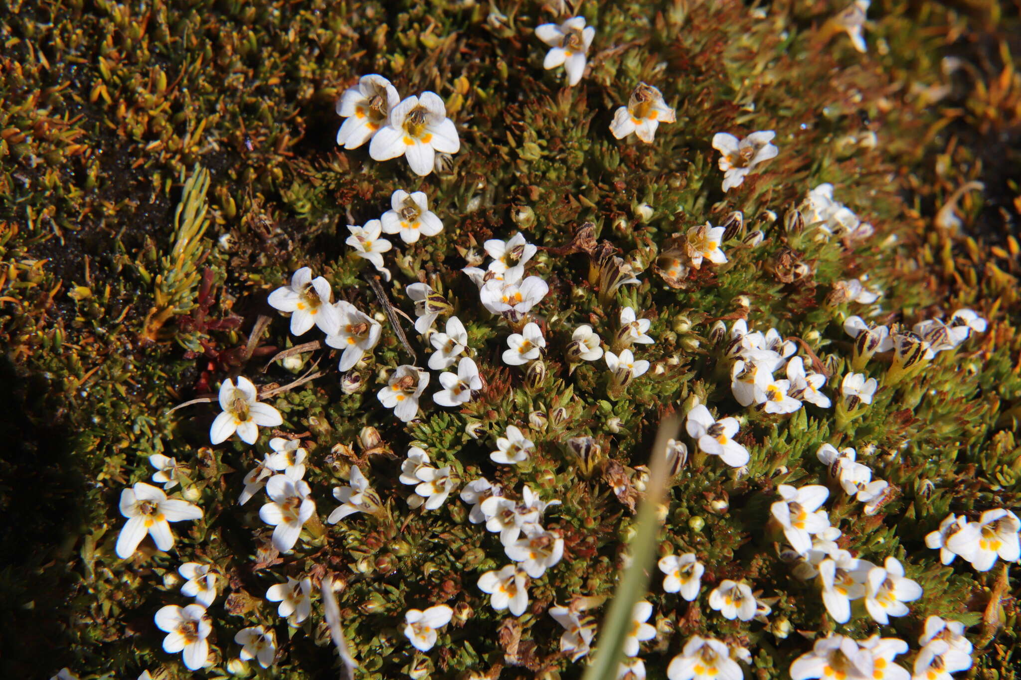 Image of Euphrasia dyeri Wettst.