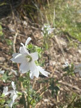 Image of Malva australiana M. F. Ray