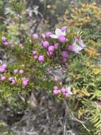 Image of Lemon Boronia