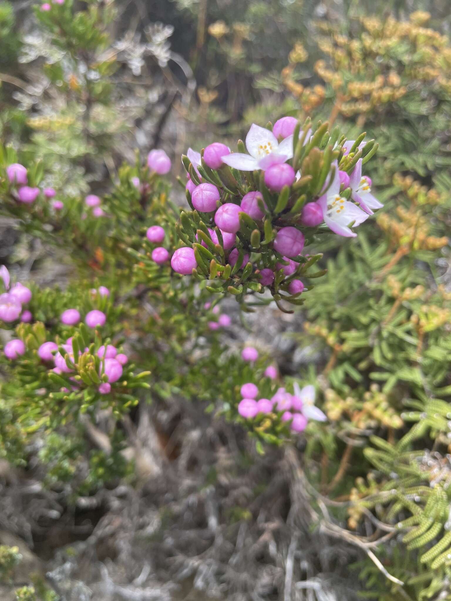 Image of Boronia citriodora Gunn ex Hook. fil.