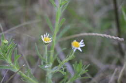 Image of Hysterionica resinosa