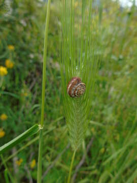 Image of Monacha parumcincta (Menke 1828)