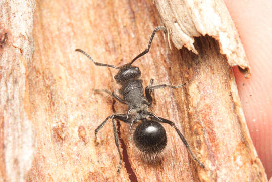 Plancia ëd Polyrhachis punctiventris Mayr 1876